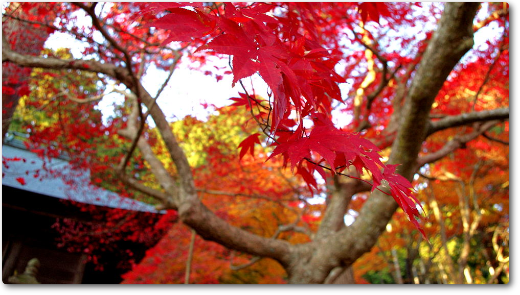 大國寺アルバム 大國寺アルバム