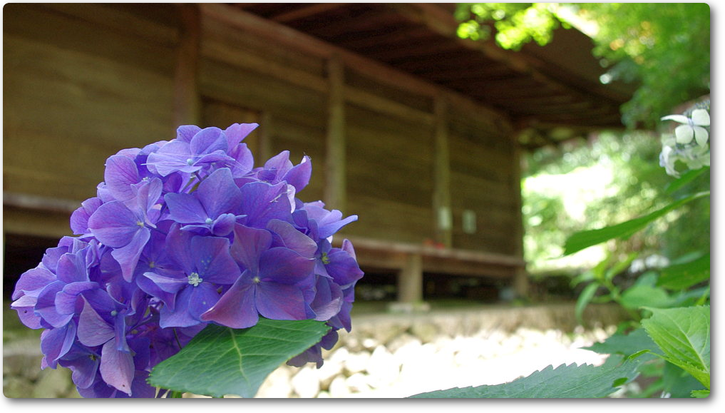 大國寺アルバム 大國寺アルバム