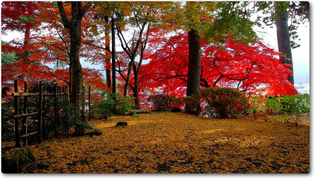 大國寺アルバム 大國寺アルバム