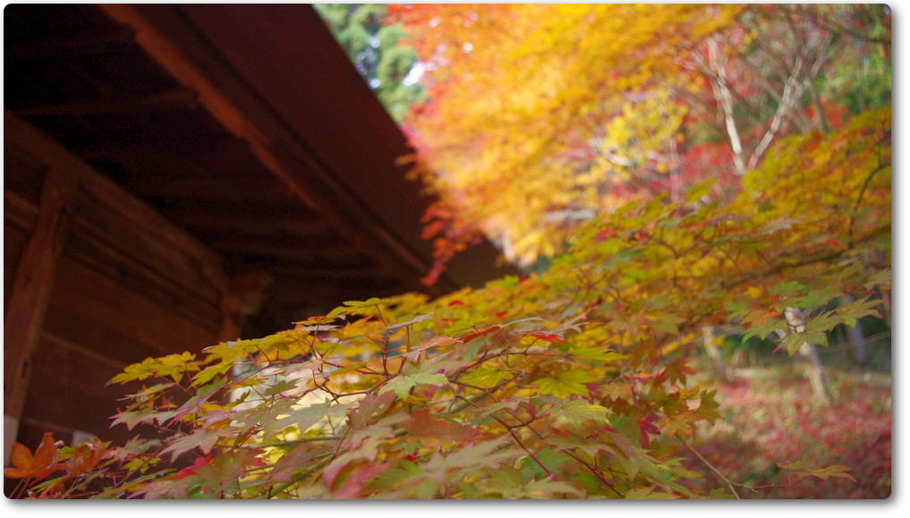 大國寺アルバム 大國寺アルバム
